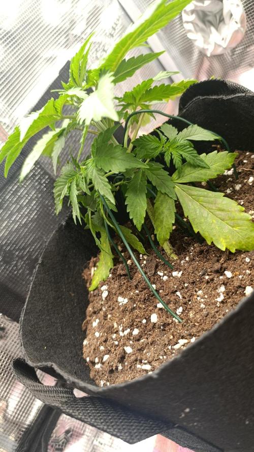 First Grow. Week 4 - Day 24 
Lst and removed 1 Bad leafe