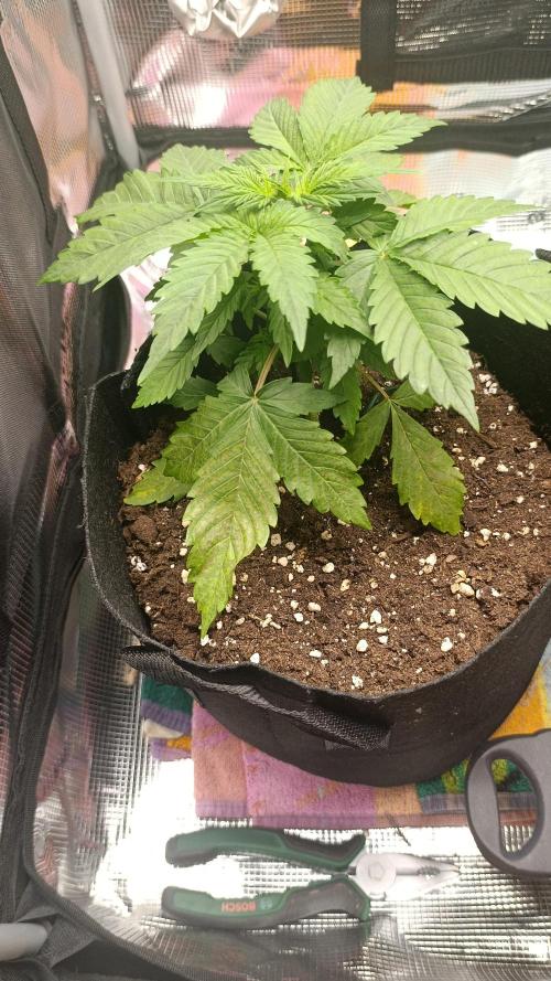 First Grow. Week 4 - The Bad leafe I removed