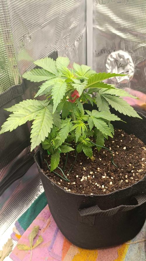Milkyway F1 and Sweet Skunk Auto. Week 5 - Right pot day 29