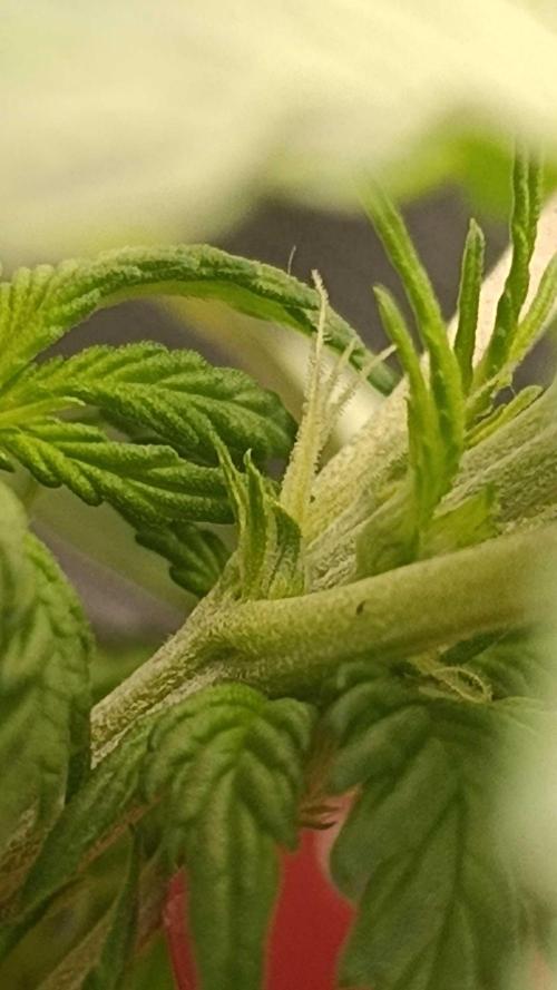 Milkyway F1 and Sweet Skunk Auto. Week 5 - Right pot day 29
First Pistils showed yesterday