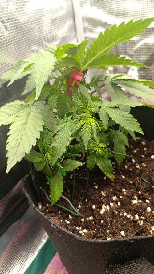 Milkyway F1 and Sweet Skunk Auto. Week 5 - Right pot day 29