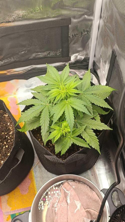 Milkyway F1 and Sweet Skunk Auto. Week 5 - Right pot day 29