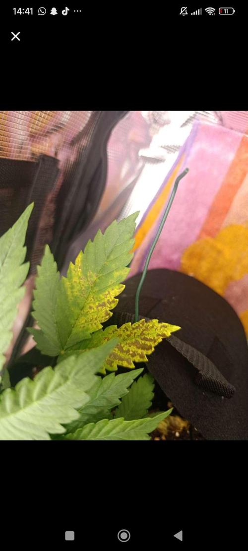 Milkyway F1 and Sweet Skunk Auto. Week 5 - Bad leaf