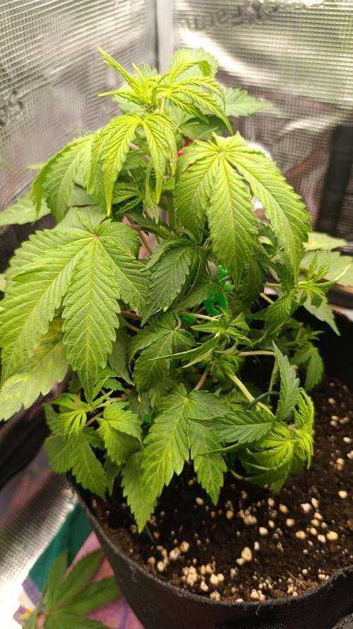 Milkyway F1 and Sweet Skunk Auto. Week 5 - Day 33

Left plant
