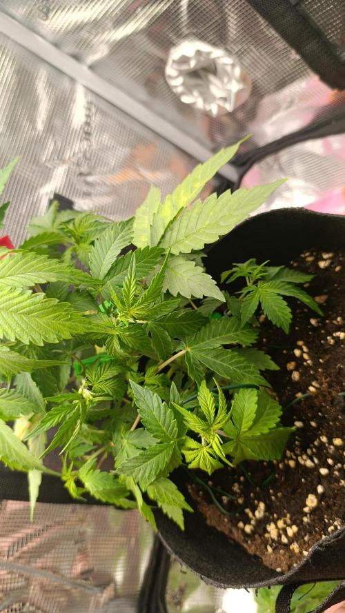 Milkyway F1 and Sweet Skunk Auto. Week 5 - Day 33 
Left plant