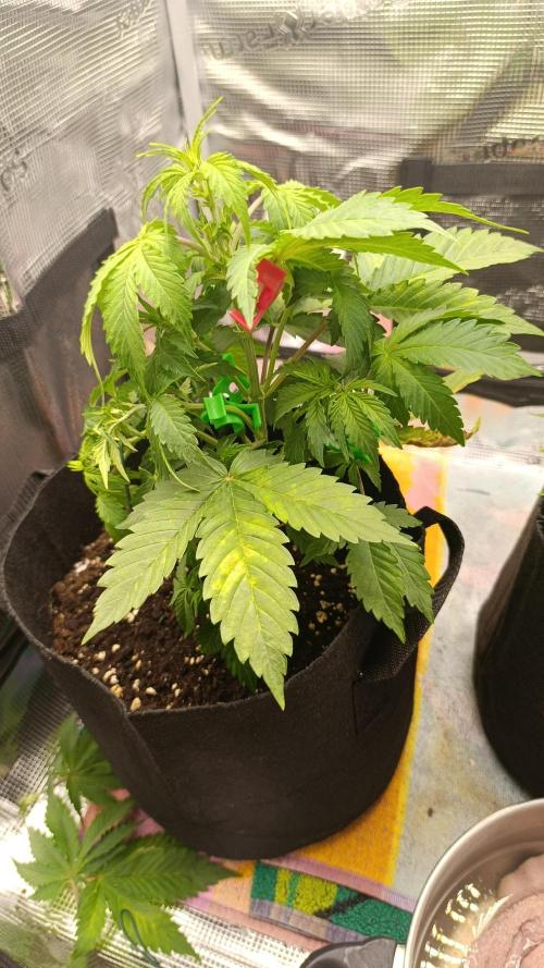 Milkyway F1 and Sweet Skunk Auto. Week 5 - Day 33
Left Plant
New LST