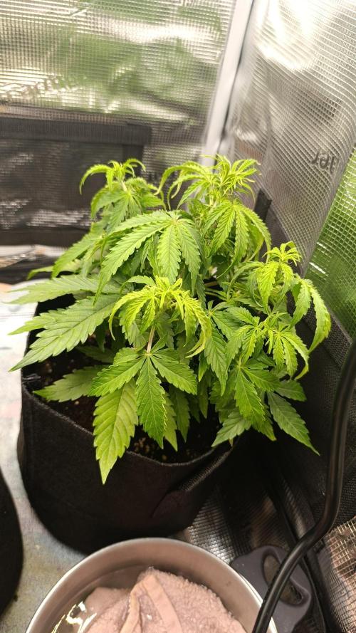 Milkyway F1 and Sweet Skunk Auto. Week 5 - Day 33
Right plant
Removed 2 Fan leafes