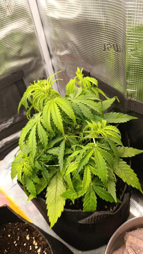 Milkyway F1 and Sweet Skunk Auto. Week 5 - Day 33
Right plant