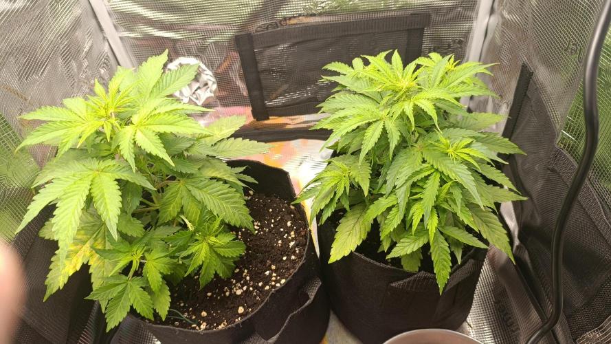 Milkyway F1 and Sweet Skunk Auto. Week 5 - Day 33
Comparison