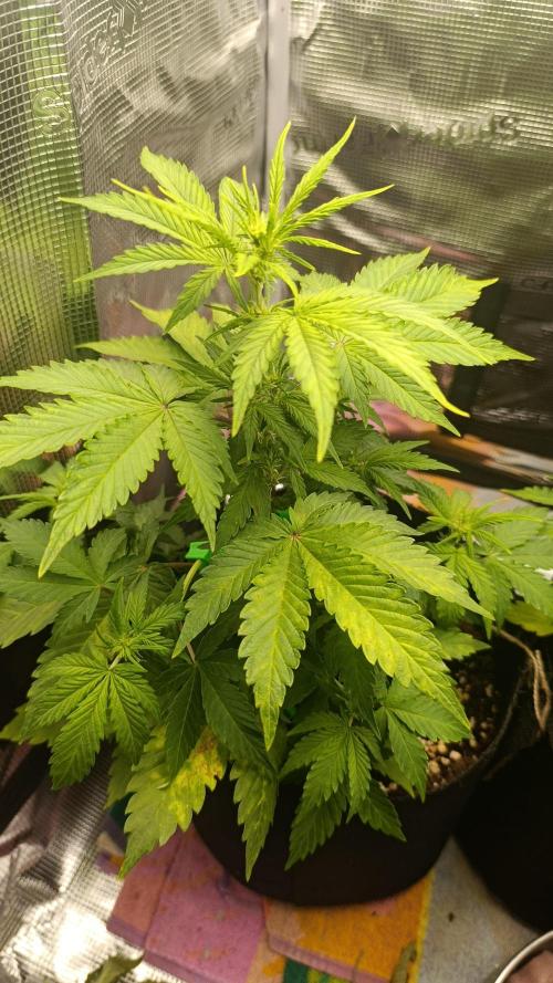 Milkyway F1 and Sweet Skunk Auto. Week 6 - Day 36

Left plant