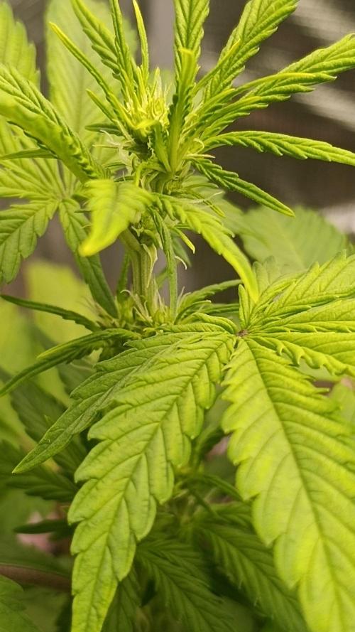 Milkyway F1 and Sweet Skunk Auto. Week 6 - Day 36
Left plant