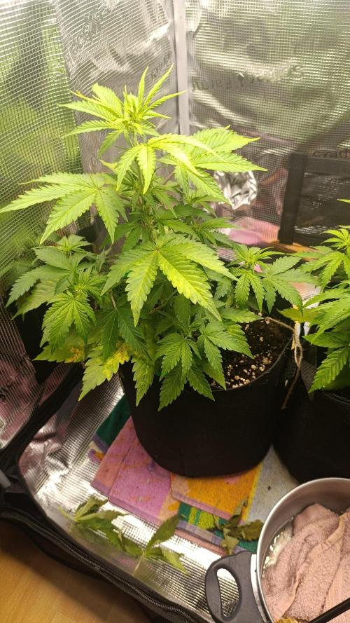 Milkyway F1 and Sweet Skunk Auto. Week 6 - Day 36
Left plant