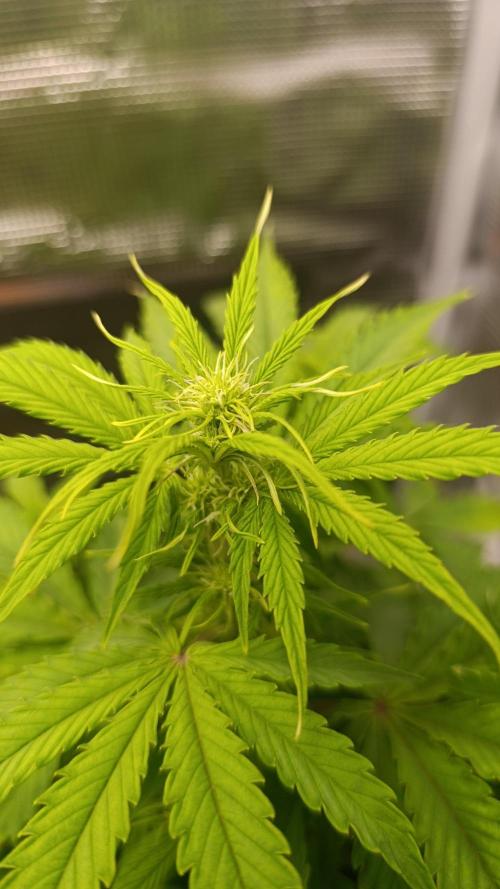 Milkyway F1 and Sweet Skunk Auto. Week 6 - Day 36
Right plant