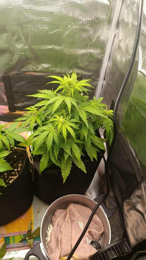 Milkyway F1 and Sweet Skunk Auto. Week 6 - Day 36
Right plant