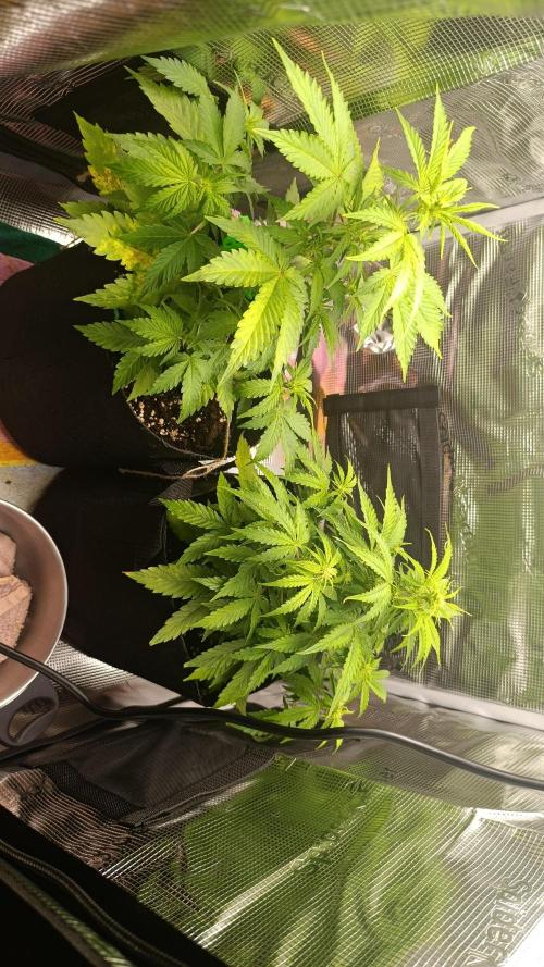 Milkyway F1 and Sweet Skunk Auto. Week 6 - Day 36
Comparison