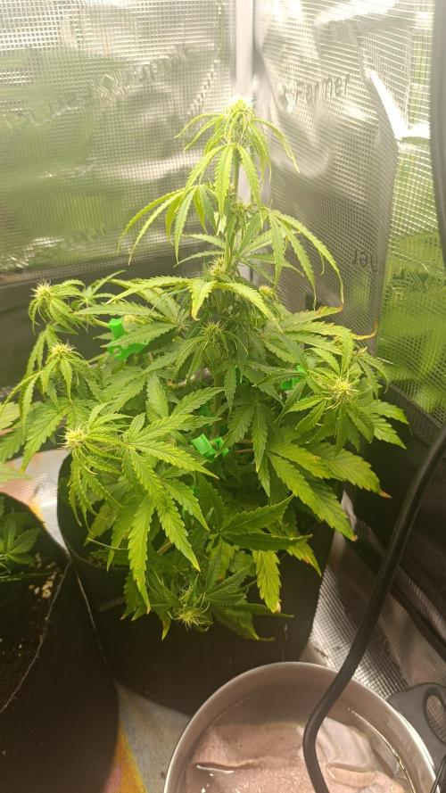 Milkyway F1 and Sweet Skunk Auto. Week 6 - Day 38
Right plant