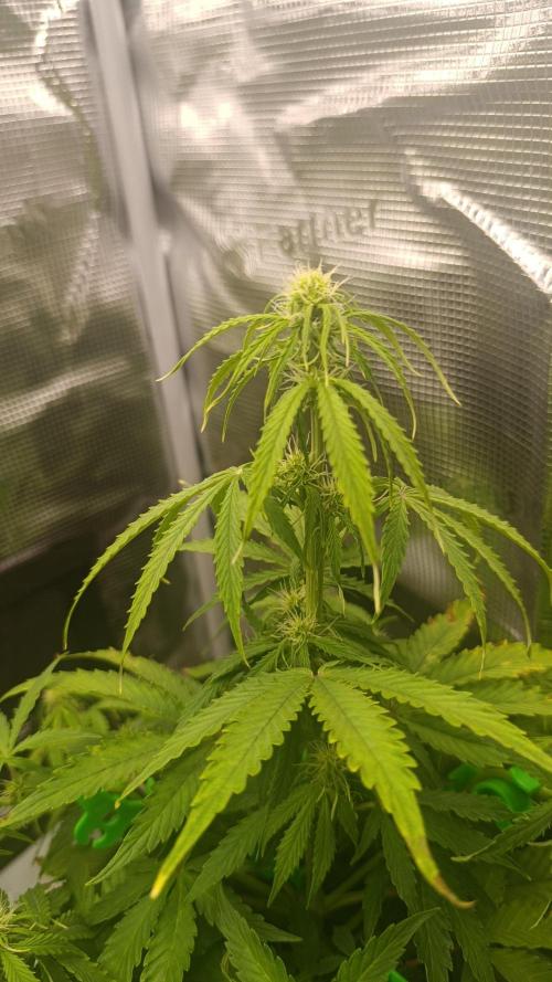 Milkyway F1 and Sweet Skunk Auto. Week 6 - Day 38
Right plant