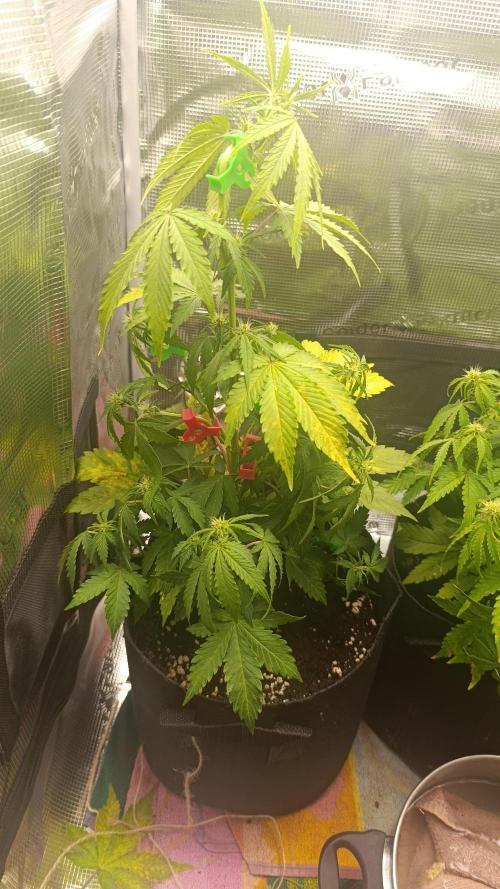 Milkyway F1 and Sweet Skunk Auto. Week 6 - Day 38
Left plant