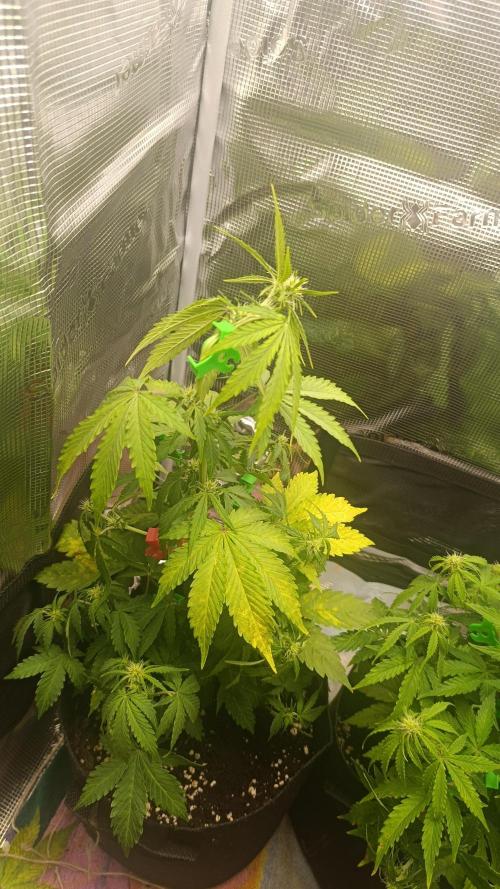 Milkyway F1 and Sweet Skunk Auto. Week 6 - Day 38 
Left plant
