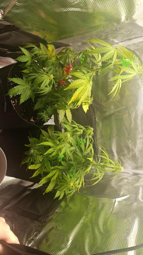 Milkyway F1 and Sweet Skunk Auto. Week 6 - Day 38 
Comparison