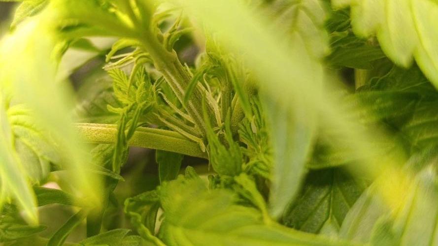 Milkyway F1 and Sweet Skunk Auto. Week 5 - Right pot day 29 
First Pistils showed yesterday