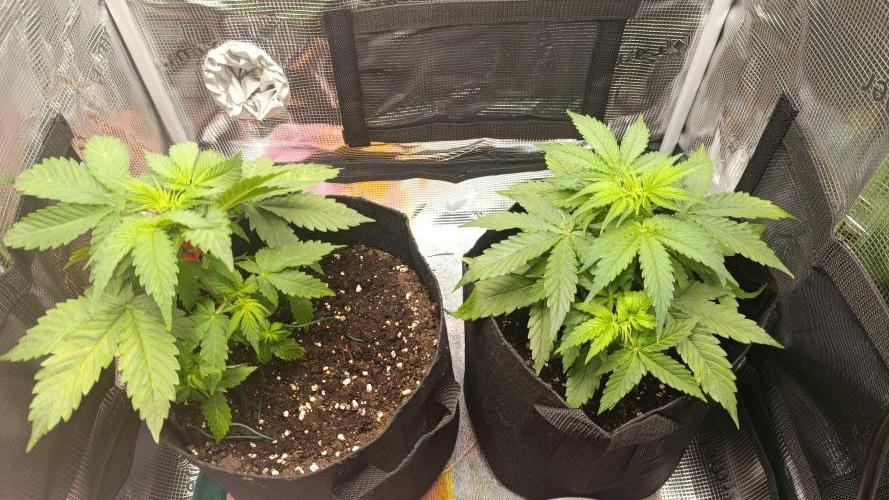 Milkyway F1 and Sweet Skunk Auto. Week 5 - Day 29 Left/Right comparison