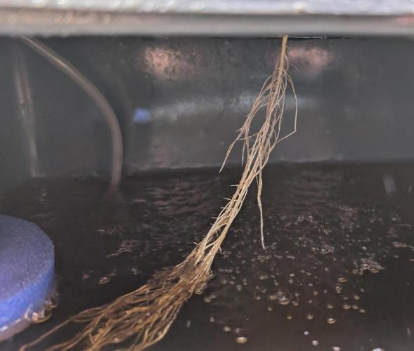 Guava Auto DWC. Week 2 - I regret adding the "beneficial" bacteria. They'll have to go!