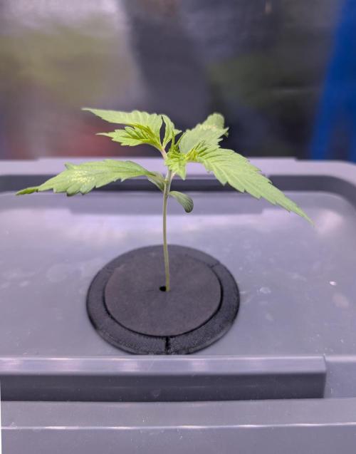 Guava Auto DWC. Week 2 - growing... had some deficits in the beginning but now fine