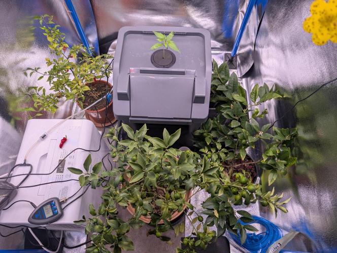 Guava Auto DWC. Week 2 - Currently there are some winter guests in the tent