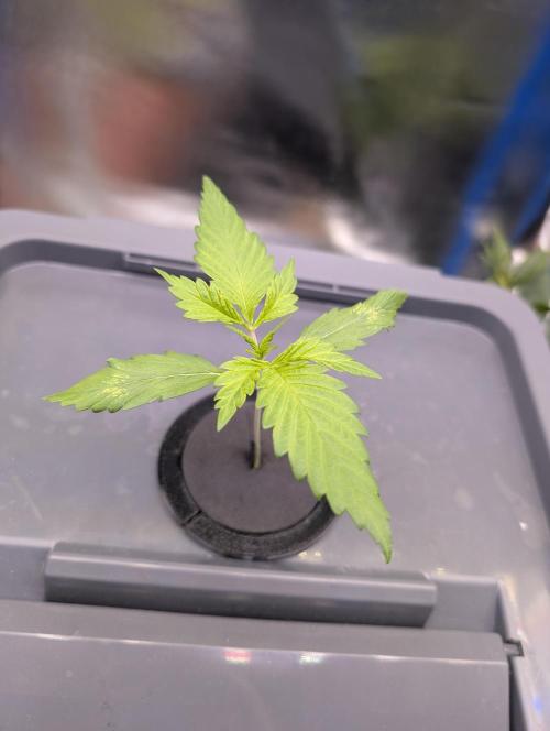 Guava Auto DWC. Week 2 - plant is still fine