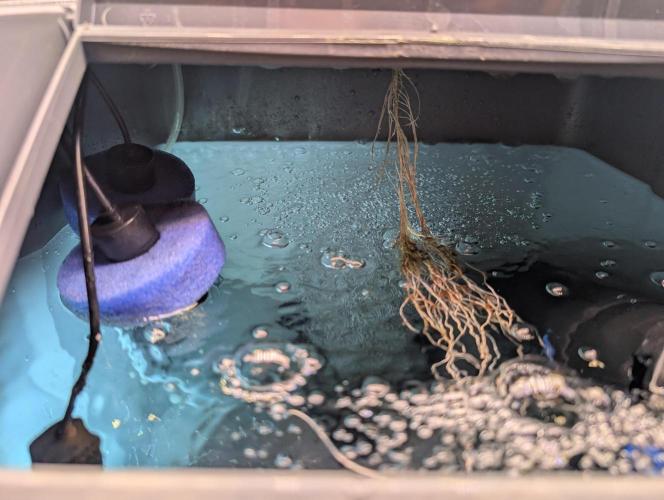 Guava Auto DWC. Week 2 - Ok, back to start. Cleaned, Fresh water/nutes