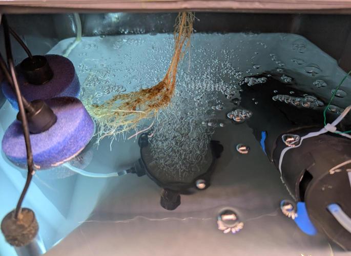 Guava Auto DWC. Week 3 - clean nutrients (+ UVC fish tank cleaner)