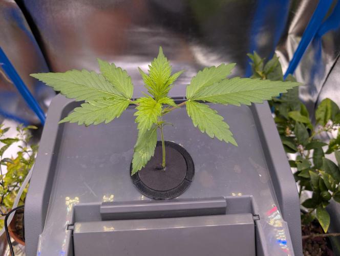 Guava Auto DWC. Week 3 - nice growth, happy so far