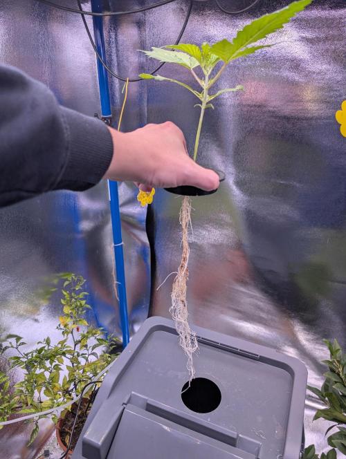 Guava Auto DWC. Week 3 - the roots still have stain from the "beneficial bacteria" but they are fine