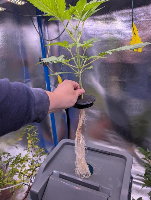 Guava Auto DWC. Week 4 - Roots