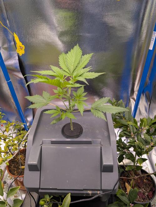 Guava Auto DWC. Week 4 - the Plant