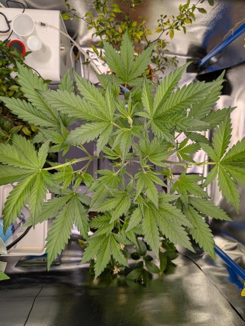 Guava Auto DWC. Week 5 - viewed from the top