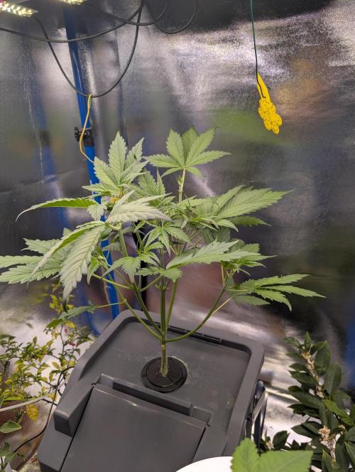 Guava Auto DWC. Week 5 - some trimming was done