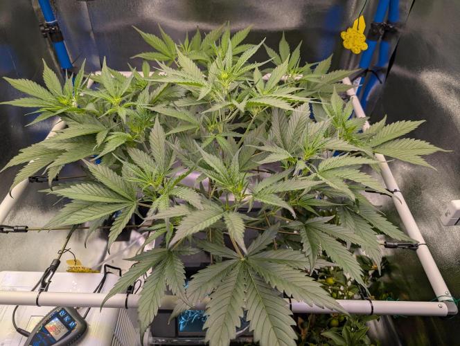 Guava Auto DWC. Week 6 - Plant from the top