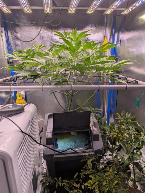 Guava Auto DWC. Week 6 - Plant from the side