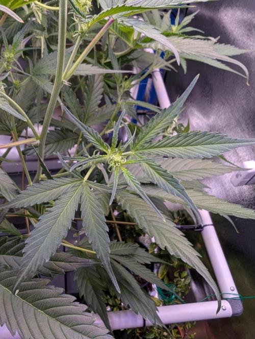 Guava Auto DWC. Week 7 - First flowers