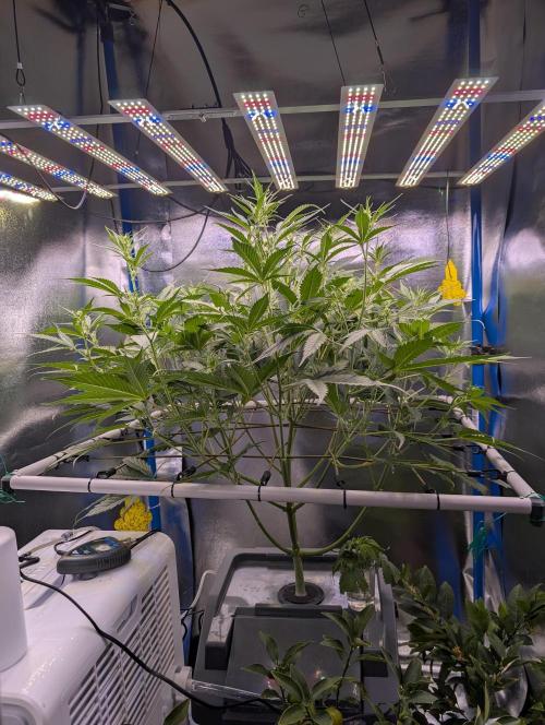 Guava Auto DWC. Week 7 - overview