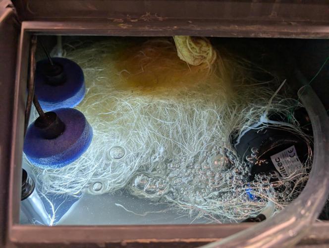 Guava Auto DWC. Week 7 - new water