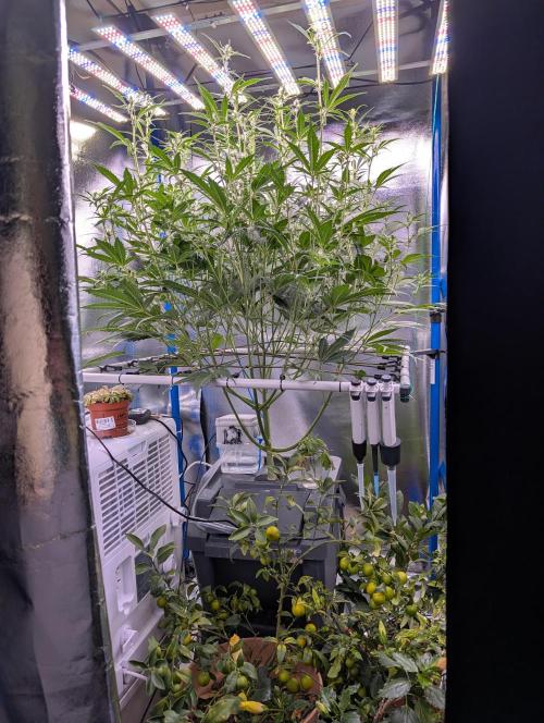 Guava Auto DWC. Week 8 - overview