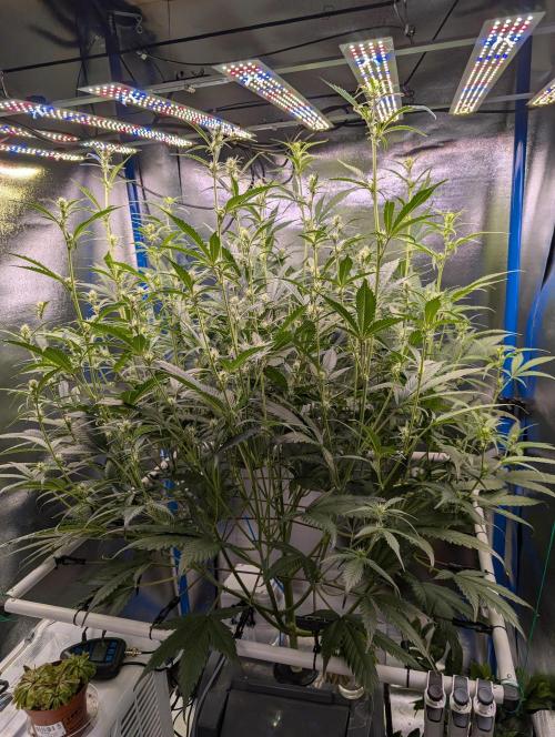 Guava Auto DWC. Week 8 - flowering