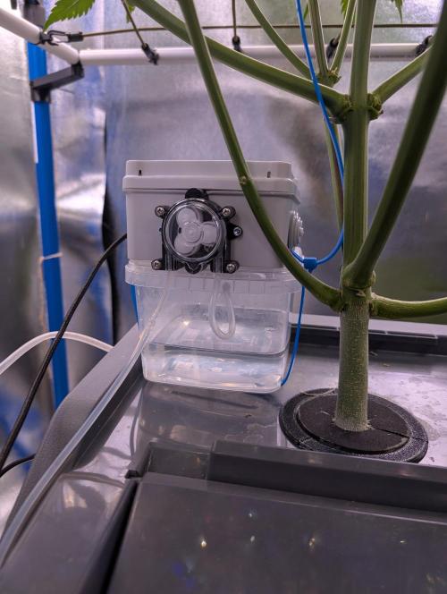 Guava Auto DWC. Week 8 - PH UP pump