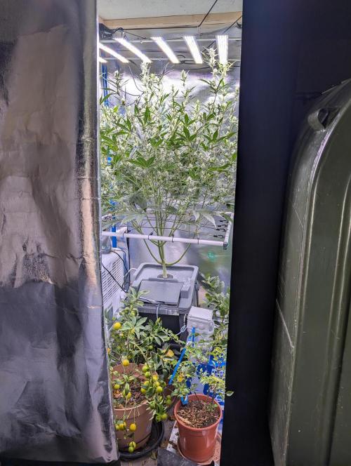 Guava Auto DWC. Week 9 - overview