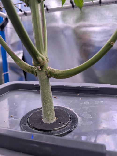 Guava Auto DWC. Week 9 - stem