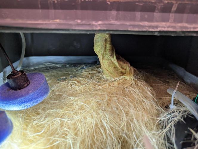 Guava Auto DWC. Week 9 - Roots