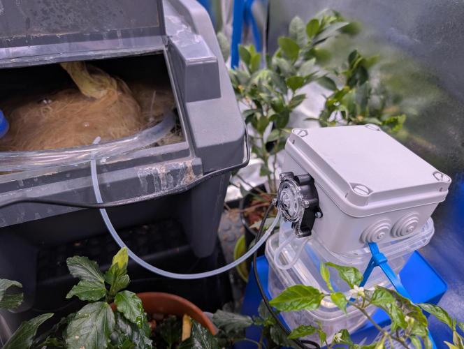 Guava Auto DWC. Week 9 - PH Up pump